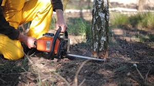 Best Lawn Pest Prevention  in Esparto, CA