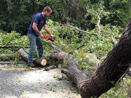 Best Commercial Tree Services  in Esparto, CA
